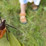 Kako izvaditi krpelja? 8 stvari koje trebate odmah učiniti!