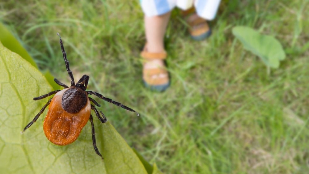 Kako izvaditi krpelja? 8 stvari koje trebate odmah učiniti!